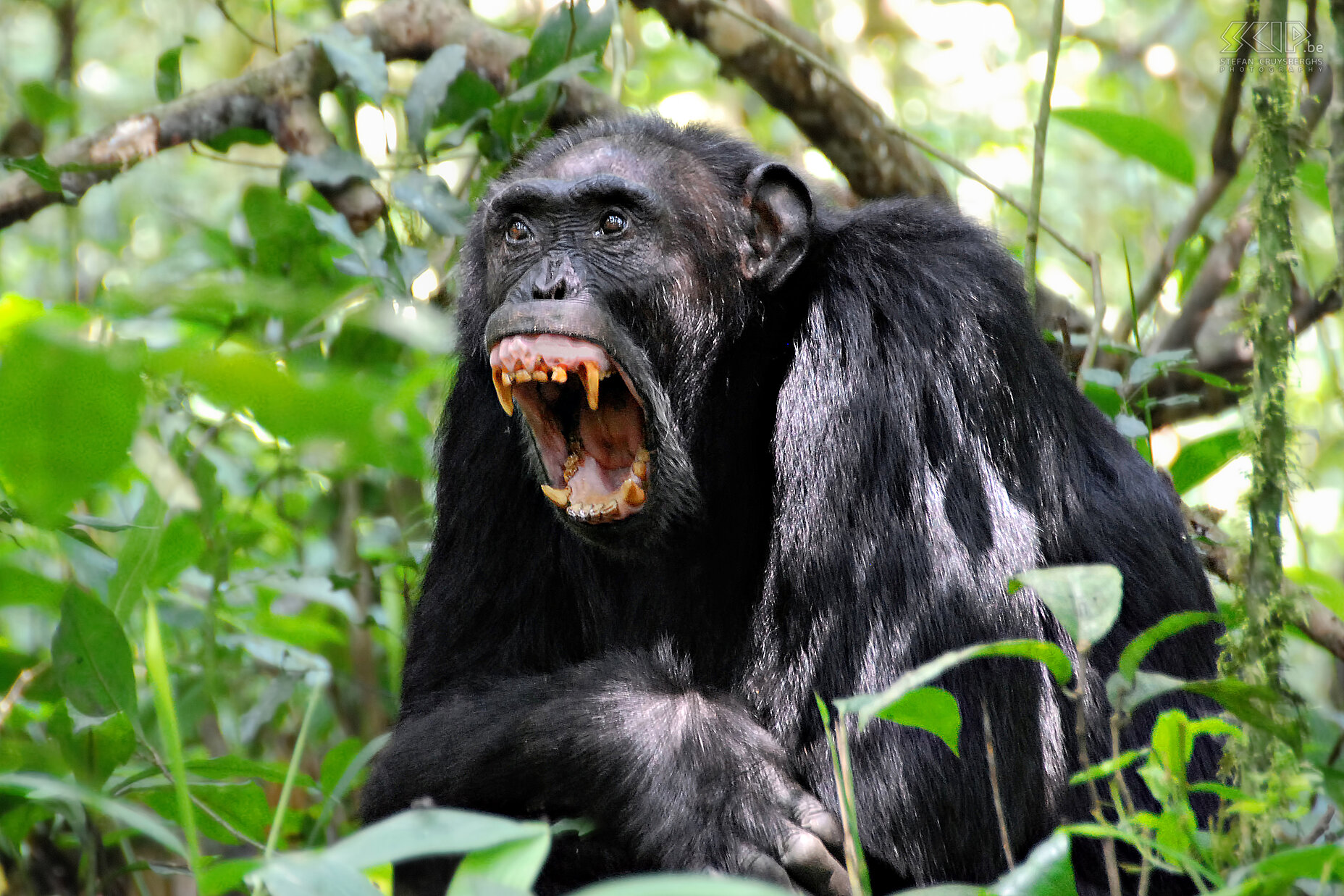 Kibale - Chimpansee  Stefan Cruysberghs